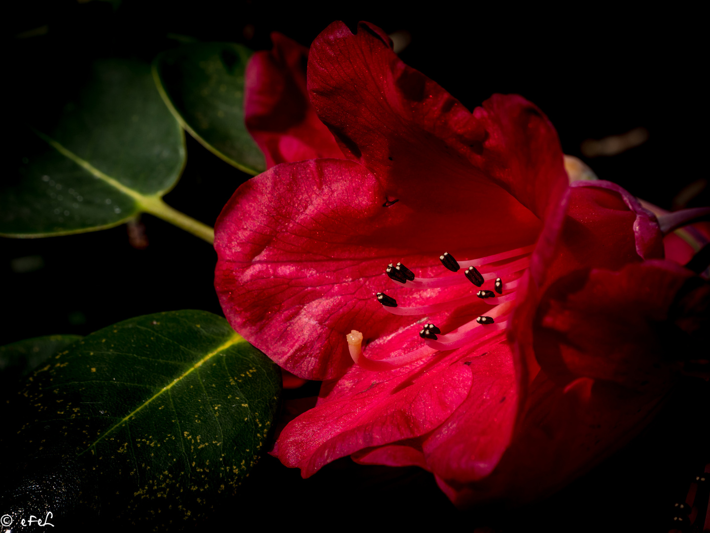 Rhododendron