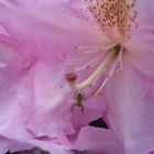 Rhododendron