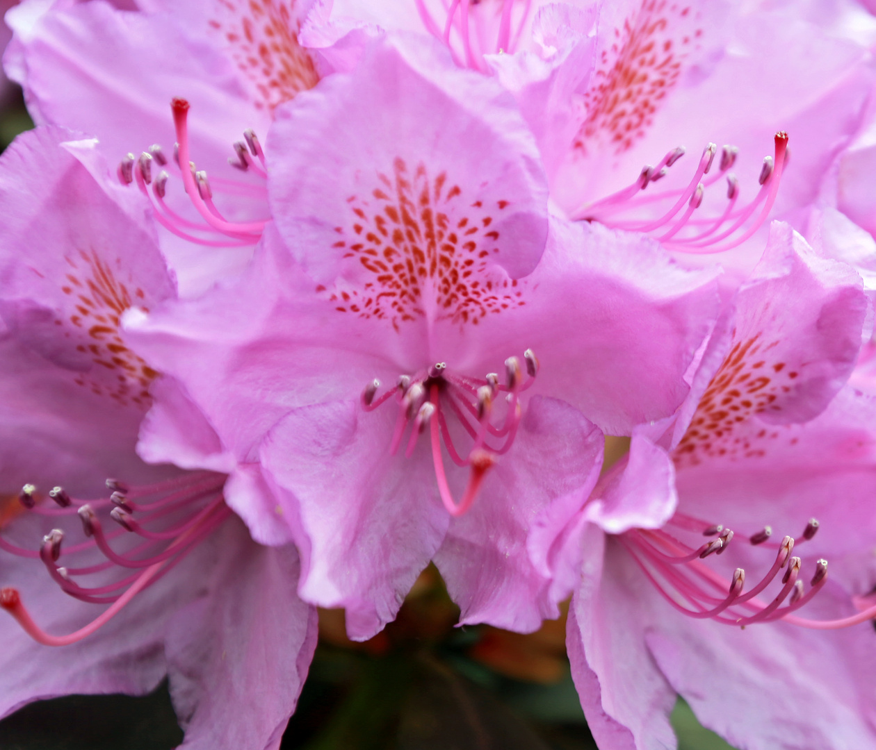 Rhododendron -7-