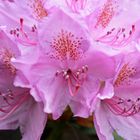 Rhododendron -7-