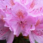 Rhododendron -7-