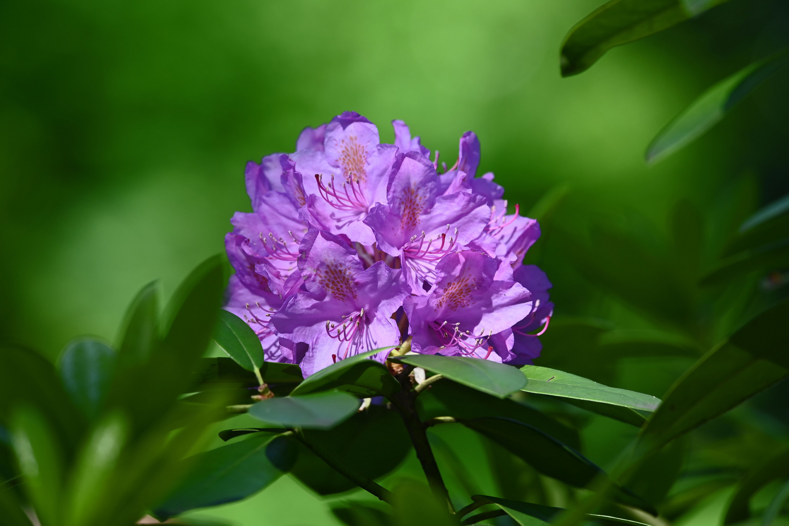 Rhododendron