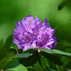 Rhododendron