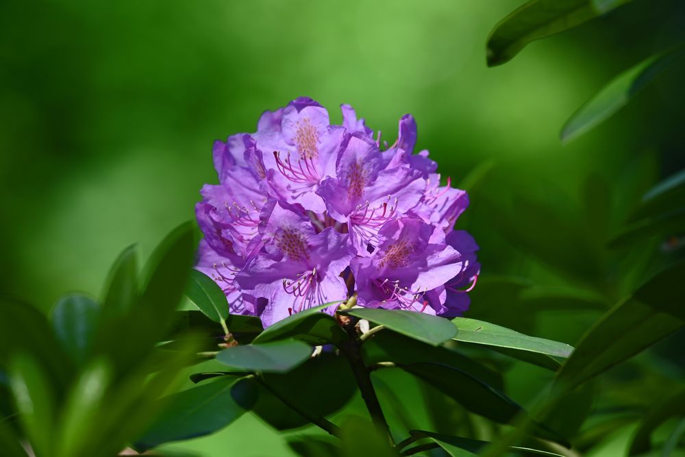 Rhododendron