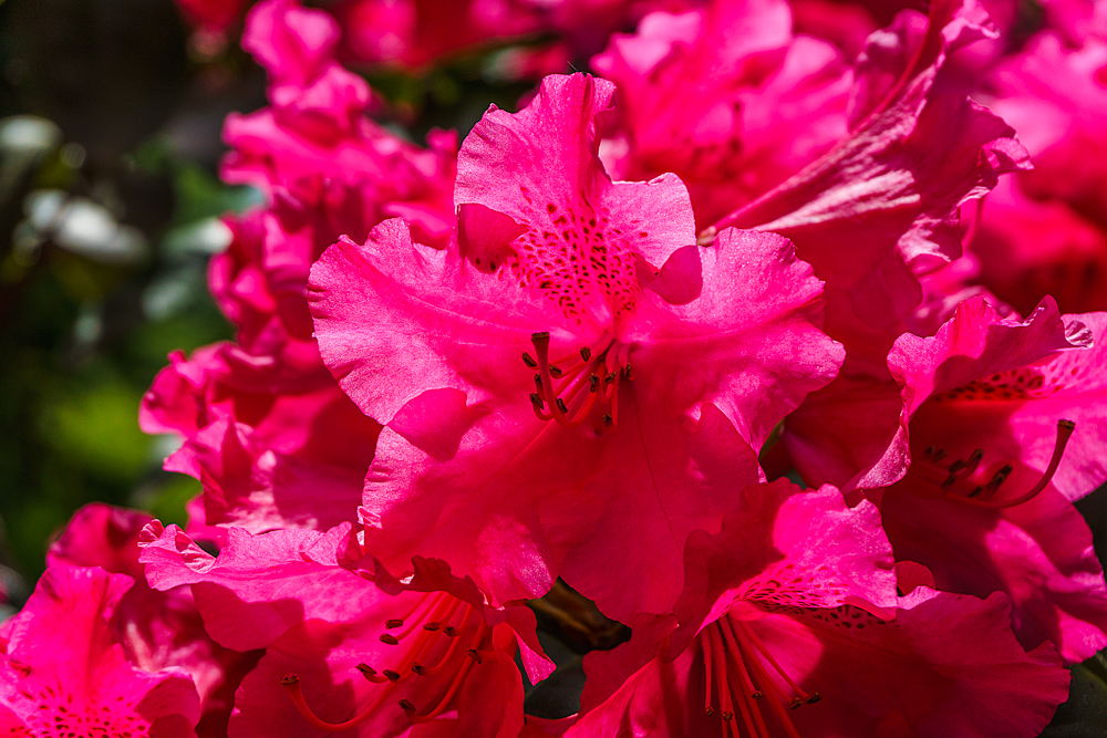 Rhododendron