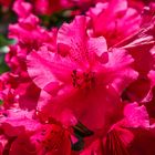 Rhododendron