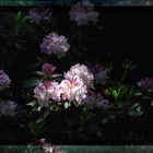 Rhododendron