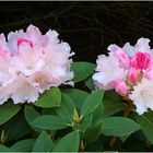 Rhododendron