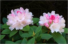 Rhododendron