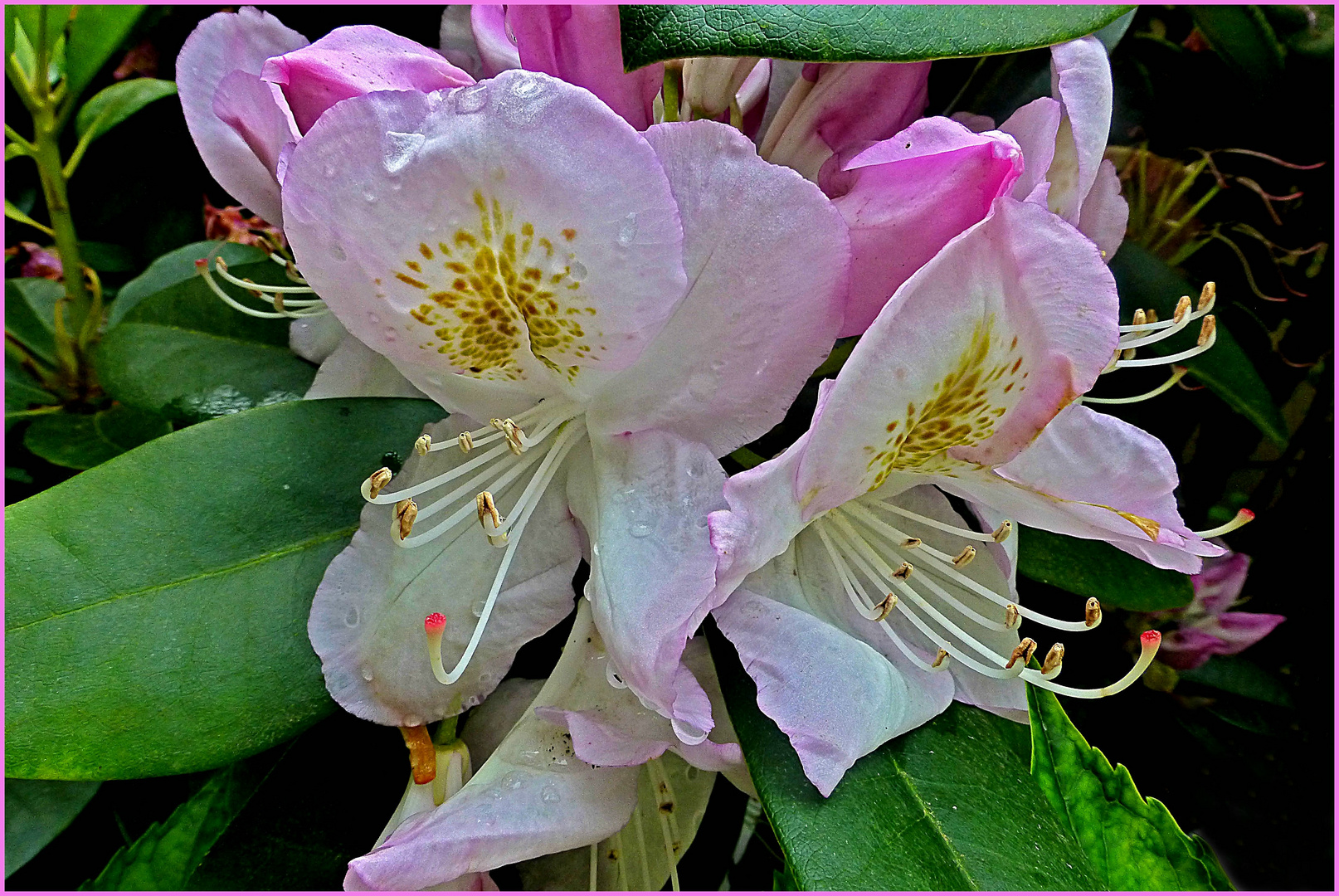 Rhododendron