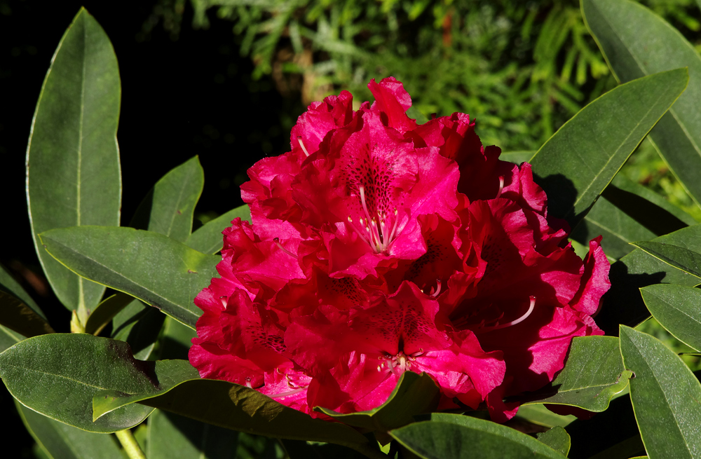 ...Rhododendron