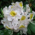 Rhododendron