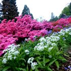 Rhododendron