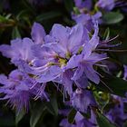 Rhododendron