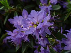 Rhododendron