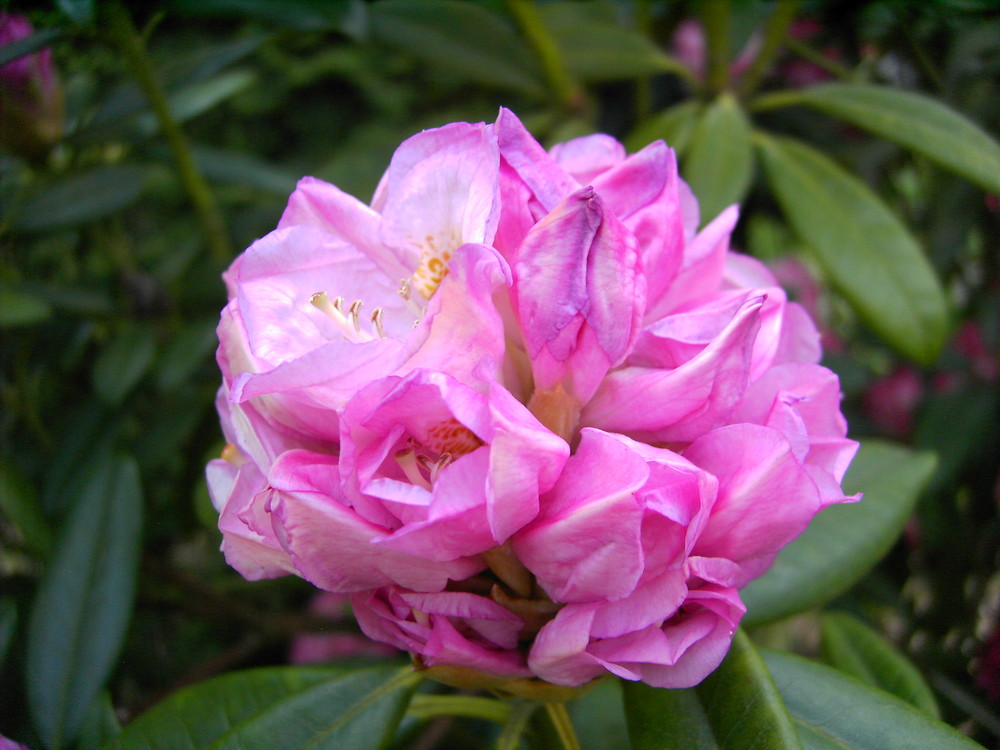 Rhododendron