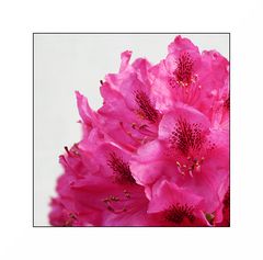 Rhododendron