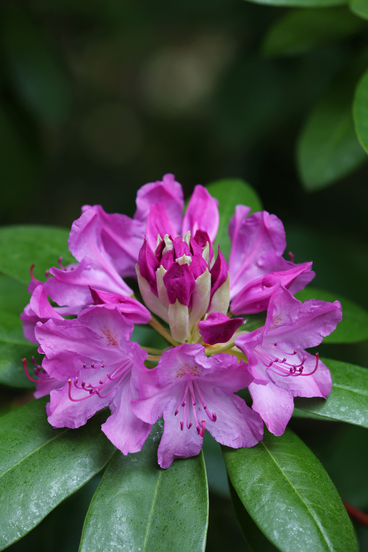 Rhododendron