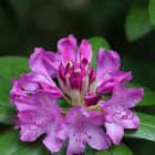 Rhododendron