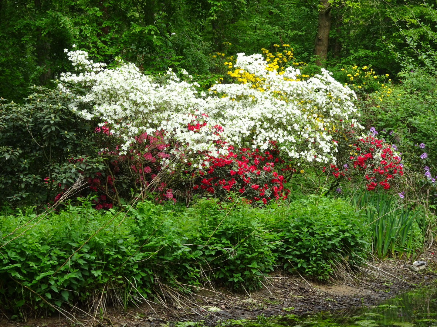 Rhododendron 