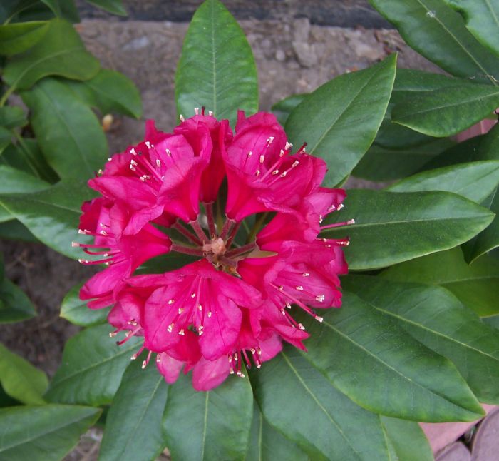 Rhododendron