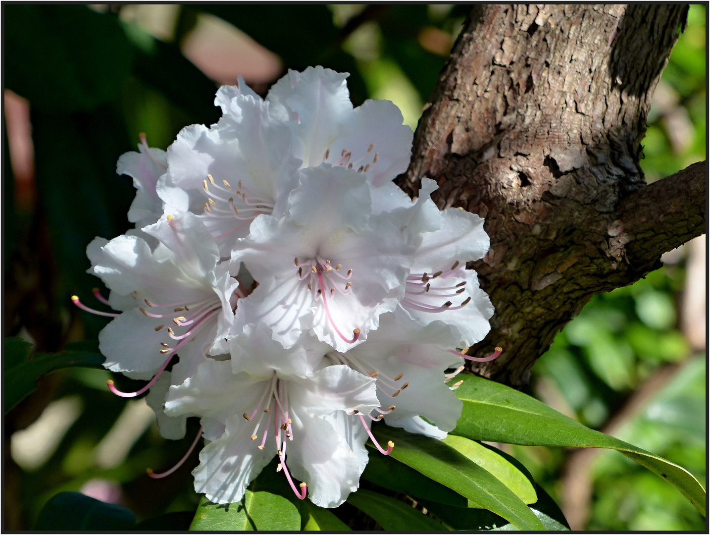 Rhododendron