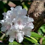 Rhododendron