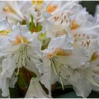 rhododendron ....