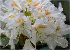 rhododendron ....