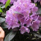 Rhododendron