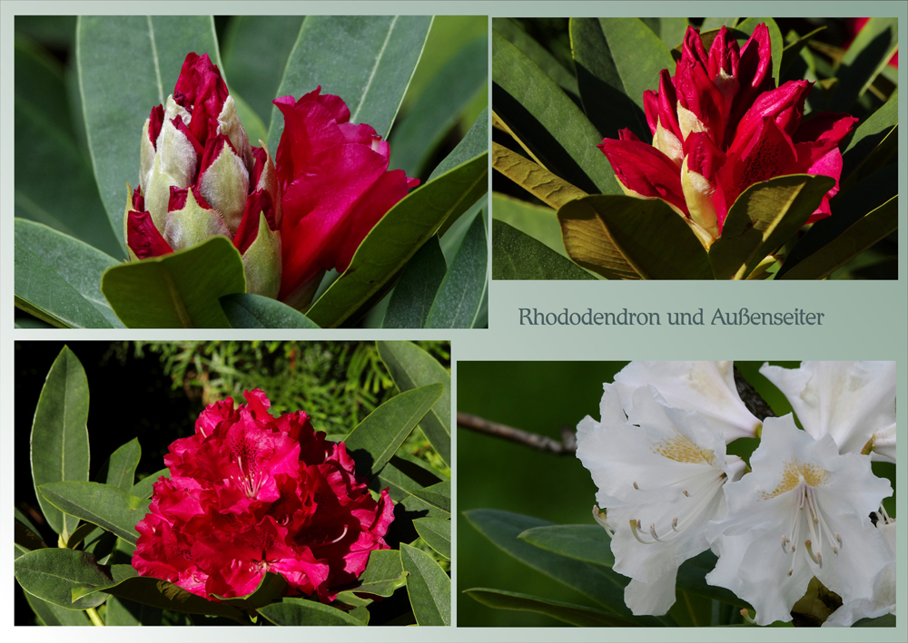 Rhododendron