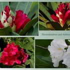 Rhododendron