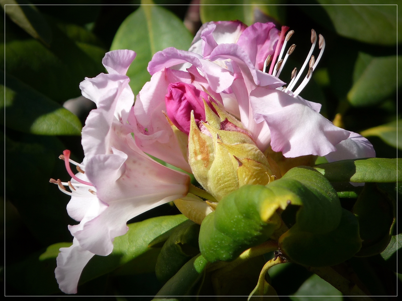 Rhododendron 