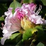 Rhododendron 