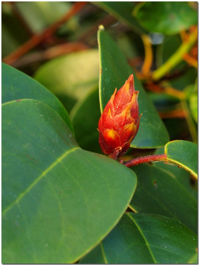 Rhododendron