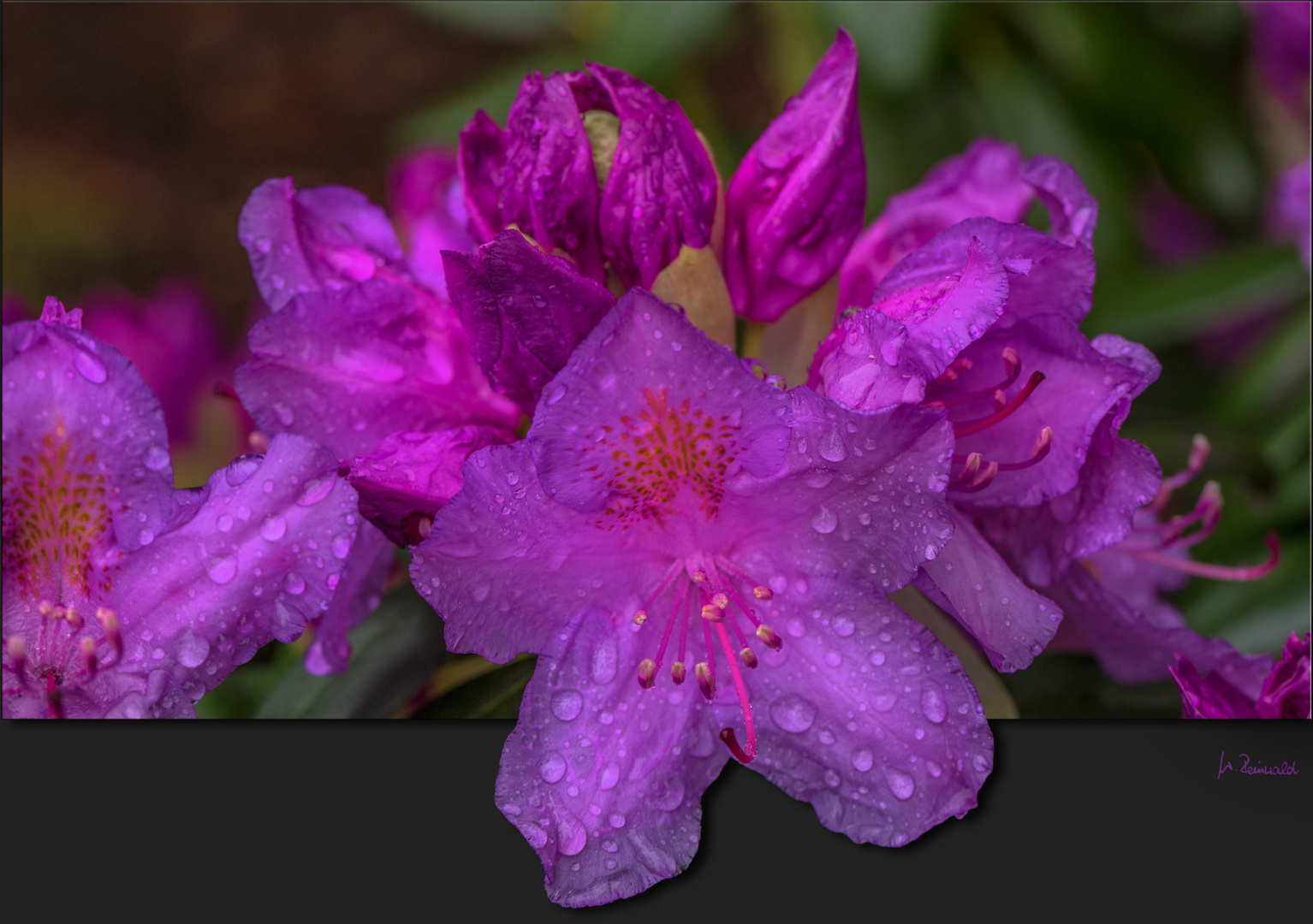 ** Rhododendron **