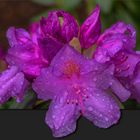 ** Rhododendron **