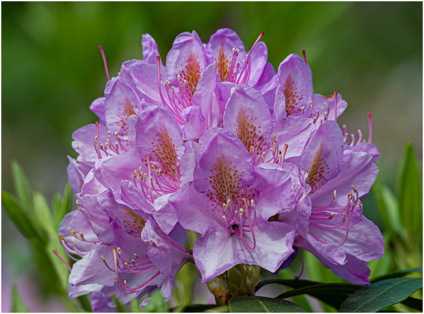 Rhododendron