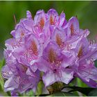 Rhododendron