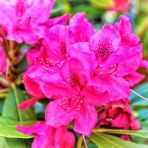 Rhododendron ²