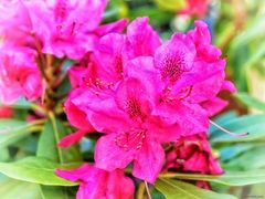 Rhododendron ²