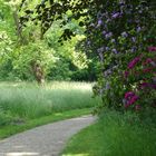  Rhododendron