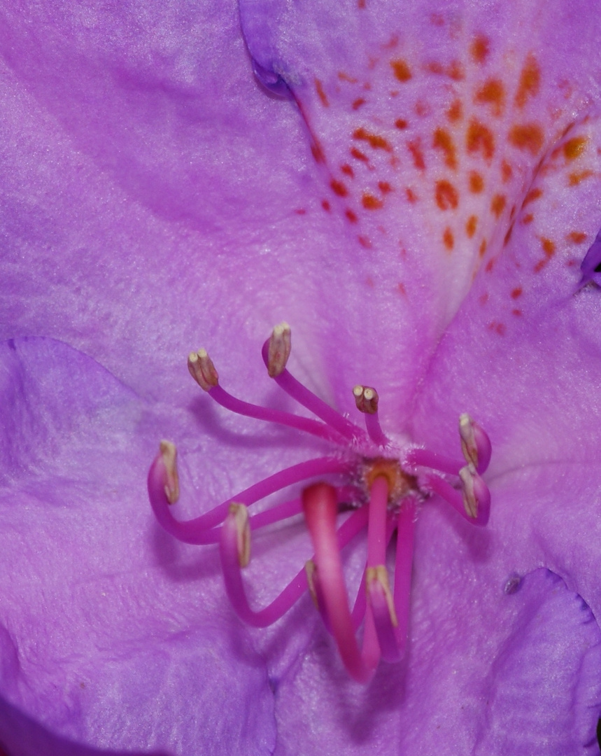 Rhododendron