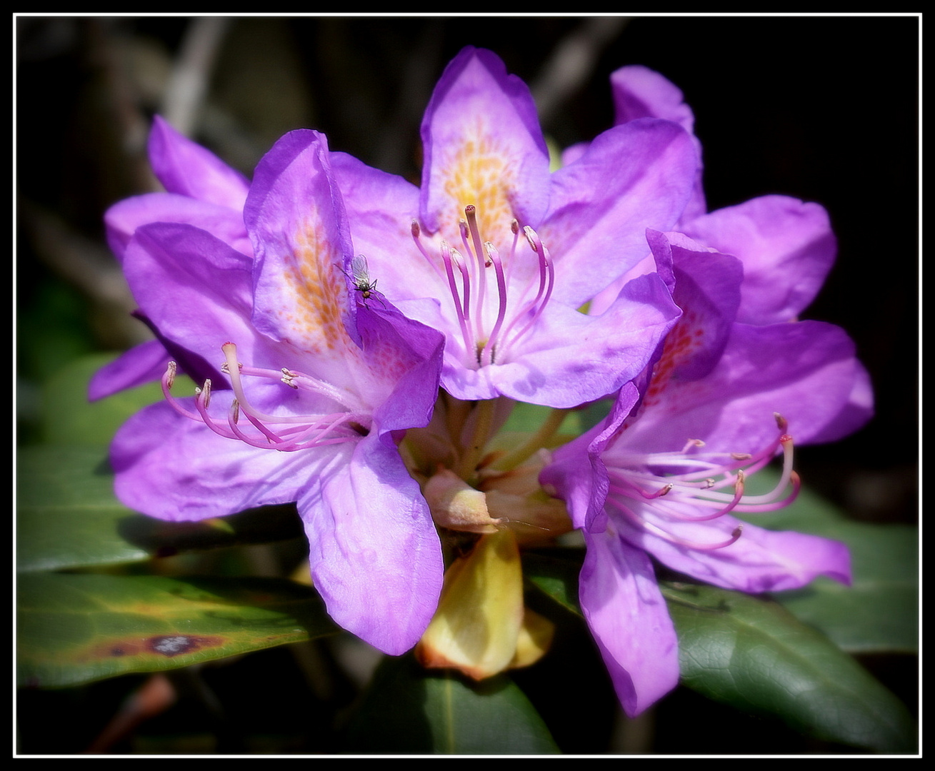 rhododendron