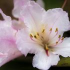 Rhododendron