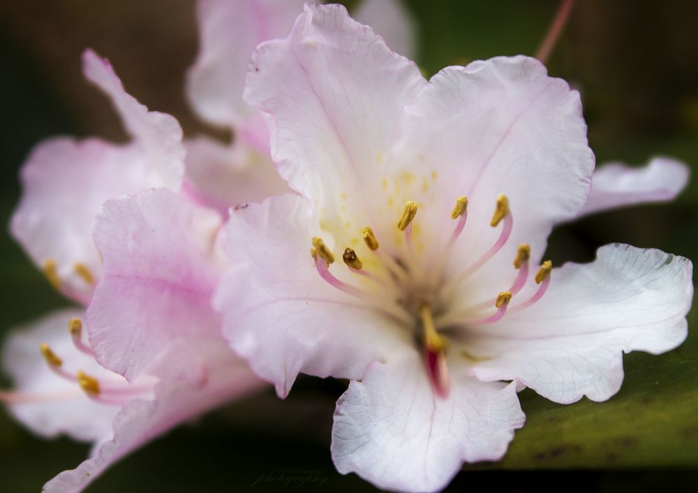 Rhododendron von Artelanas 