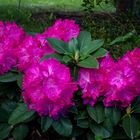 Rhododendron 