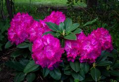 Rhododendron 