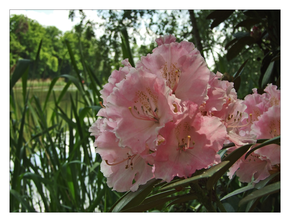 Rhododendron