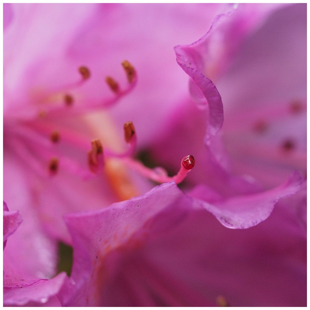 Rhododendron